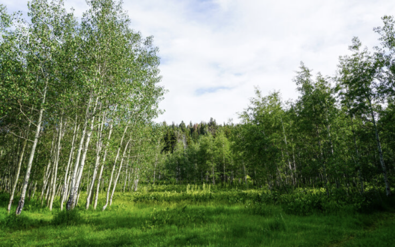 Blackhawk Campground